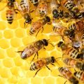16331 1-Jpeg بحث حول النحل-معلومات عن النحل شوق تهنيد