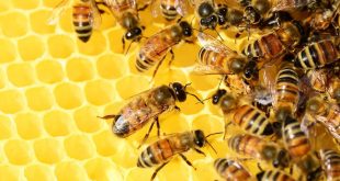 16331 1-Jpeg بحث حول النحل-معلومات عن النحل طماعه حيان